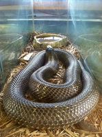Muxlow Exotics to Visit Peck Elementary
