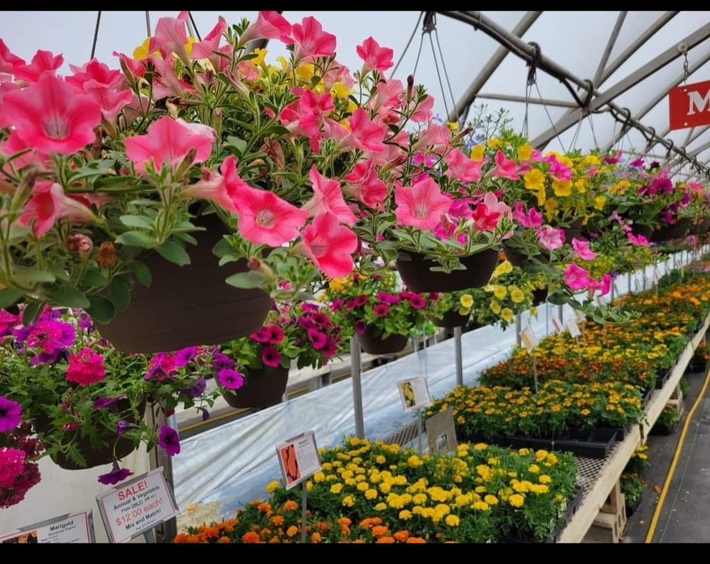 hanging baskets